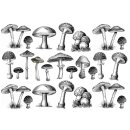 Transferbild Mushroom